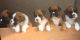 Boxer Puppies for sale in Hillsboro, NH, USA. price: NA