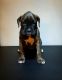 Boxer Puppies for sale in Northglenn, CO, USA. price: NA