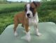 Boxer Puppies for sale in Steamboat Springs, CO 80477, USA. price: $450
