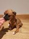 Boxer Puppies for sale in Bloomfield Ave, Bloomfield, CT 06002, USA. price: $600