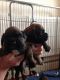 Boxer Puppies for sale in 340 S 600 W, Salt Lake City, UT 84101, USA. price: NA