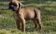 Boxer Puppies for sale in Glastonbury, CT, USA. price: $500