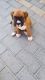 Boxer Puppies for sale in West Stockbridge, MA 01266, USA. price: NA