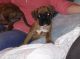 Boxer Puppies for sale in West Stockbridge, MA 01266, USA. price: NA