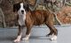 Boxer Puppies for sale in Independence, MO, USA. price: NA