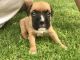 Boxer Puppies for sale in Kansas City, MO 64101, USA. price: NA