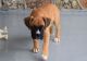 Boxer Puppies for sale in Monson, MA, USA. price: NA