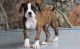 Boxer Puppies for sale in Milwaukee, WI, USA. price: NA