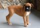 Boxer Puppies for sale in Hartford, CT, USA. price: $500