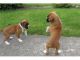 Boxer Puppies for sale in Philadelphia, PA 19019, USA. price: NA