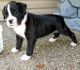 Boxer Puppies for sale in Wichita, KS 67226, USA. price: NA