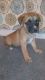Boxer Puppies for sale in Chicopee, MA, USA. price: NA