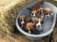 Boxer Puppies for sale in Los Andes St, Lake Forest, CA 92630, USA. price: NA