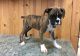 Boxer Puppies for sale in Hartford, CT, USA. price: $500