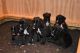 Boxer Puppies for sale in Philadelphia, PA, USA. price: NA