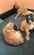 Boxer Puppies for sale in Dallas, TX, USA. price: NA