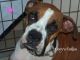 Boxer Puppies for sale in Elkland, MO 65644, USA. price: NA