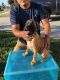 Boxer Puppies for sale in Buena Park, CA 90620, USA. price: NA