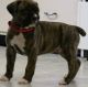 Boxer Puppies for sale in Milwaukee, WI 53218, USA. price: NA
