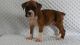 Boxer Puppies for sale in Charleston, WV 25356, USA. price: $400