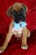 Boxer Puppies for sale in Duncanville, TX, USA. price: NA