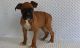 Boxer Puppies for sale in Hartford, CT 06156, USA. price: $400