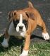Boxer Puppies for sale in 1500 South, US-91, Logan, UT 84321, USA. price: $500