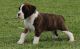 Boxer Puppies for sale in Wichita, KS, USA. price: $500