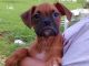 Boxer Puppies for sale in Elkland, MO 65644, USA. price: NA