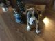Boxer Puppies for sale in Huntington, WV, USA. price: $600