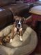 Boxer Puppies for sale in Bristol, CT 06010, USA. price: $1,500