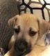 Boxer Puppies for sale in Sanctuary, TX 76020, USA. price: NA