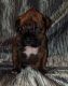 Boxer Puppies for sale in Nashua, NH, USA. price: $1,500