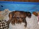 Boxer Puppies for sale in Canterbury, CT 06331, USA. price: $1,500