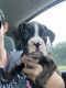 Boxer Puppies for sale in Quinlan, TX 75474, USA. price: $650