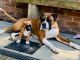 Boxer Puppies for sale in Andover, KS 67002, USA. price: $599