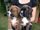Boxer Puppies for sale in Hemet, CA 92544, USA. price: NA