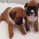 Boxer Puppies for sale in Salt Lake City, UT, USA. price: $600