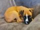 Boxer Puppies for sale in Salt Lake City, UT, USA. price: NA