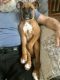 Boxer Puppies for sale in Brimfield, MA, USA. price: NA