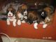 Boxer Puppies for sale in Rockwall, TX 75087, USA. price: $790