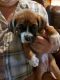 Boxer Puppies for sale in Lake Bistineau Park, Louisiana 71023, USA. price: $850