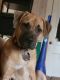 Boxer Puppies for sale in Pittsfield, NH, USA. price: $300