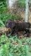 Boykin Spaniel Puppies for sale in LOS ANGLS AFB, CA 90009, USA. price: NA