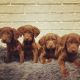 Boykin Spaniel Puppies for sale in Gaston, SC 29053, USA. price: NA