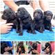 Boykin Spaniel Puppies for sale in Bamberg, SC 29003, USA. price: NA