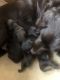 Boykin Spaniel Puppies for sale in Syracuse, NY, USA. price: $650