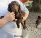 Boykin Spaniel Puppies for sale in Marshall County, MS, USA. price: NA