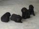 Boykin Spaniel Puppies for sale in Hartsville, SC 29550, USA. price: $2,000