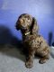 Boykin Spaniel Puppies for sale in Prosperity, SC 29127, USA. price: $800